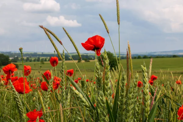 stock image Flowering field of red poppies in summer