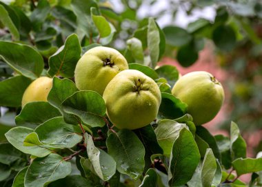 Ağaçta sallanan olgun sarı ayva meyveleri.