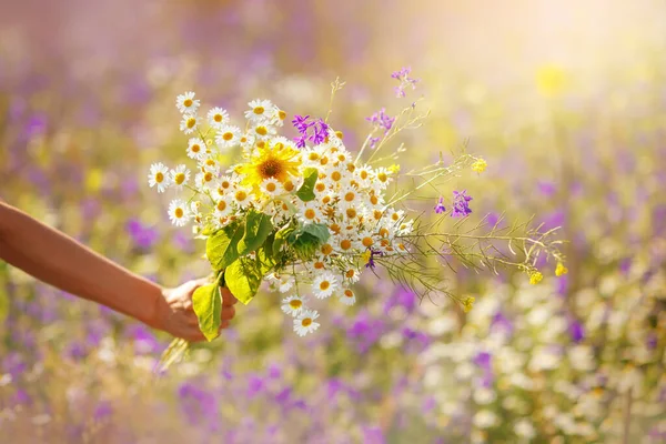 Congratulations Gift Concept Field Bouquet Flowers Close Human Hand Holds — Fotografia de Stock