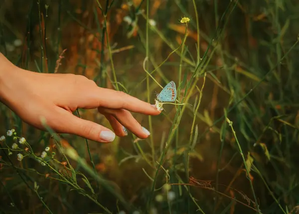 stock image close-up shot female hand touching flower with butterfly. Beautiful fingers. person enjoying nature, green fresh grass meadow, field, glade, meadow forest. Woman Health concept Freedom from allergies.