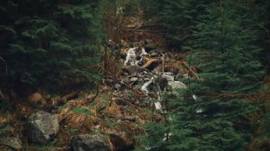 Gürültülü video. Derin karanlık gotik fantezi perisi orman dağları. Çam ağaçları yaz mevsiminde yeşil ağaçları yakar. Park taşları manzara gibi rüya görüyor. Alp nehirleri, akarsu akışı, şelale manzarası.