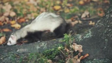 Siyah ayaklı gelincik. Ormanda uzun tüylü, komik bir hayvan videosu. Arkaplan ağacı yeşili, sarı yapraklar düşmüş. Gri kürk. Sonbaharda koşan Yetişkin Yalnız Güney Dakota 'da Tehlike Altındaki Türler