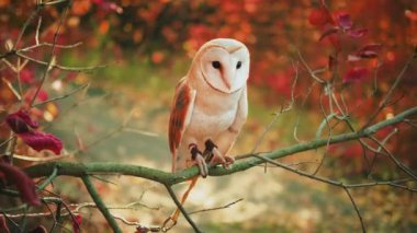 Yürürken evcilleştirilmiş baykuş, pençelerinde kayışlar. Beyaz kümes hayvanları ağaç dalında oturur doğanın ve kuş özgürlüğünün tadını çıkarırlar. Arka plan sonbahar ağaçları kırmızı turuncu yapraklar parlak güneş ışığı. Mutlu sağlıklı hayvan videoları 4k