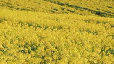 Güzel kırsal manzara, bahar çiçekleri, sarı çiçekler, açık mavi gökyüzü, parlak güneşli bir gün. Sevimli, neşeli, güzel kız dans ederek eğleniyor. Kızıl saçlı, uzun, dalgalı saçlar. 