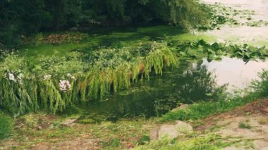 Eski ahşap tekne nehirde salınır. Yabani bitkilerle kaplanır. Yeşil çimen, yosun, beyaz çiçekler, vahşi su zambakları, orman ağaçları. Kıyamet sonrası konsepti.