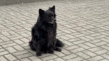 Güzel, siyah tüylü, evsiz köpek, beyaz kar altında şehir kaldırımında oturuyor. Kötü kar yağışı soğuk, donmuş aç hayvan üzgün gözler, sevimli bir yüz barınak sahibi arıyor aşk.