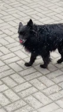 Güzel, siyah tüylü, evsiz köpek, beyaz kar altında şehir kaldırımında oturuyor. Kötü kar yağışı soğuk, donmuş aç hayvan üzgün gözler, sevimli bir yüz barınak sahibi arıyor aşk.
