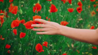 Kadın eli, kırmızı gelincik çiçeğine dokunuyor. Arka planda yaz yeşili çayırlık çayır vadisi. Siluet kız, vücudun bir parçası kol ve parmaklardır. Arkadan bak. Bahar doğasının tadını çıkar