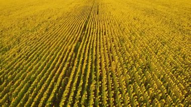 Doğal panorama manzarası çiçek açan tarla ayçiçeği, güneş ışığı. Hava saldırısı. İHA 'lı hava videosu. Güzel, gizemli sarı renkten yeşile geçiş. Tarım ürünleri kültürü