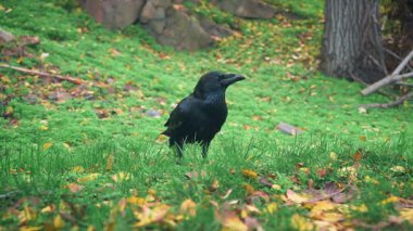 Yakın plan portre. Vahşi, siyah kuzey kuzgunu yeşil çimlerin üzerinde yürüyor. Düşen sarı yapraklar. Park yerinde durup doğal yiyecekler yiyor. Kameraya tuhaf bir şekilde bakıyorum.