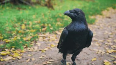 Yakın plan portre. Büyük, siyah, kuzey kuzgunu, yeşil çimenler ve yere düşmüş sarı yapraklar. İnsan eliyle besleniyor kuş elması. Vahşi kargayı evcilleştir. Kameraya tuhaf bir şekilde bakıyorum.