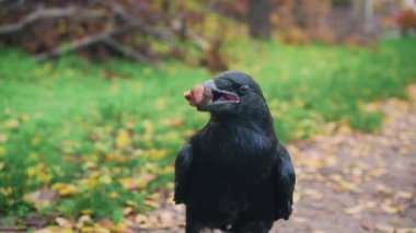 Kara kuzgun elinden fındığı alır, gözleri boncuklu kuş yiyeceği alır ve yere atar, tüylü arkadaşı ruha bakar, yaz yeşil ormanında çimenli ve kuru dallı vahşi kuş, peri masallarının şeytani tarafı..
