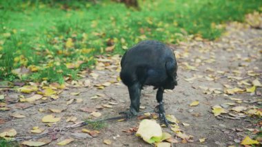 Yakın plan vahşi kuş kalesi büyük siyah kuzgun elma çalar yeşil çimlerde yürür sarı yapraklar sonbahar bahçesinde düşer. Karga yerde duruyor ve doğal yiyecekler yiyor. Halk parkı doğası 