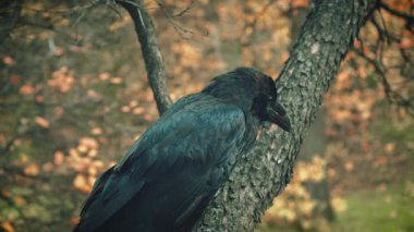 Yakın plan portre. Ağaç kabuğu dalları üzerinde vahşi, siyah kuzey kuzgunu. Arkaplan, sonbahar doğası turuncu yapraklar. Saldırgan kuş musibeti. Tüylerini kabartıyor, kanatlarını çırpıyor, soğuktan büyüyor.