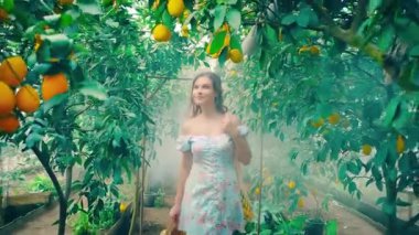 Portre mutlu genç kadın turunçgiller yeşil limon ağaçlarında yürüyor. Gülümseyen neşeli yetişkin kız. Doğanın tadını çıkar. Meyve sarısı olgun limonlar dalda asılı duruyor. paket meyve hasadı mahsulü.