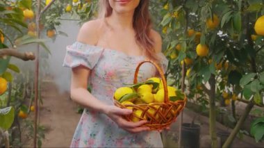 Mutlu gülümseyen köylü kadın olgun, sulu, sarı egzotik meyveler veriyor. Sarışın, uzun saçlı, elinde sepet sarmaşıkları olan bir kız. Kırpılmış yüzüne gülümse. Çiftlik tropik limon bahçesi, sisli sisli yeşil ağaç