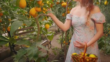 Portre silueti kadın bahçıvan, yakın çekim eller olgun meyveleri koparmak taze limonları sepete koymak. Eko yaşam tarzı sağlıklı yiyecekler. Şirin kız, gülen yüz mavisi elbisesini kesti. Yeşil ağaçlar bahçesi