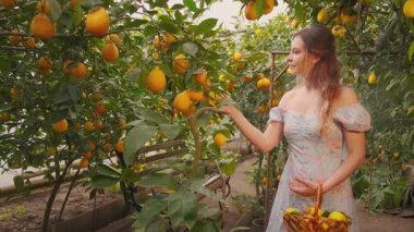 Portre mutlu genç kadın doğal bahçe turunçgilleri yeşil ağaçlarında yürüyor. El, meyve sarısı sulu limonlara dokunur. Hasat kız hasat sepetine olgun limon koyar. mahsul 4k hasat ediliyor.