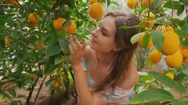  Mutlu genç bir kadın bahçedeki turunçgillerden yeşil ağaçlarda yürüyor. El, meyve sarısı, olgun, sulu limonlara dokunur. Sarışın, gülen surat, koparılmış meyve torbası. Ekin hasadı kavramı 4k