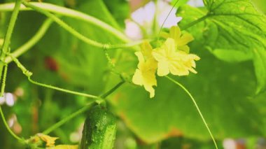 Kapalı sarı çiçekler salatalık çiçeği, olgun taze sebzeler sebze dalında asılı yeşil yapraklar sebze bahçesi güneş ışığı tarlada yetişen çiğ organik gıdalar parlak renkli salatalık 4k