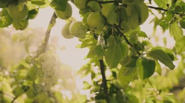 Yakın çekim hasadı olgunlaşmış sarı elmalar dallara asılıyor meyve bahçeleri güneş ışığı parlıyor parlak renkler, taze organik meyve meyveleri büyüyor yağmur damlaları gökten düşüyor.