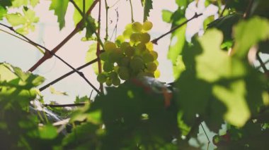Yakın plan taze sarı üzümler. Olgun sulu üzümler güneş ışığıyla parlayan gökyüzünde asılmış asma bitkilerinde yetişiyor. Kırsal yeşil bahçe ya da şarap çiftliği doğadan şarap üzümü hasadı parlak renk bırakır