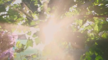 Taze koyu mavi üzümler. Olgun sulu üzümler yağmur altında yetişiyor güneş ışığı parlıyor gökyüzünden su damlaları düşüyor. Islak yeşil bahçe ya da şarap çiftliği tabiat şarabı üzümlü 4k bırakır. 