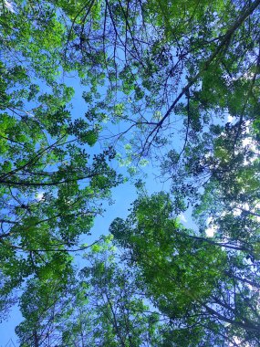 Parlak mavi gökyüzünün altındaki karınca bakışı. Orman ağaçları yağmur ormanı manzarası konsepti altında görünür. Orman manzaralı, doğal yeşil ahşap güneş ışığı arka planlı..