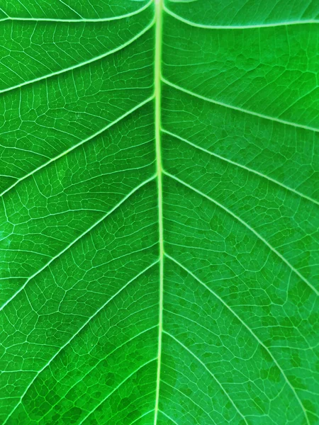 Close Shot Zielonym Liściem Tekstury Dla Roślin Ozdobnych Ogrodzie Zielony — Zdjęcie stockowe