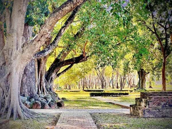 Árvores Gigantes Cruzamento Três Vias Com Uma Parede Tijolos Antigos — Fotografia de Stock