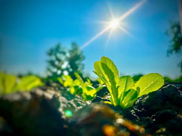 若いキャベツの緑色の小さな芽の近くには 青い空の下の土壌と朝の明るい日の出が育っています 庭園農業コンセプトのバナーの背景 — ストック写真