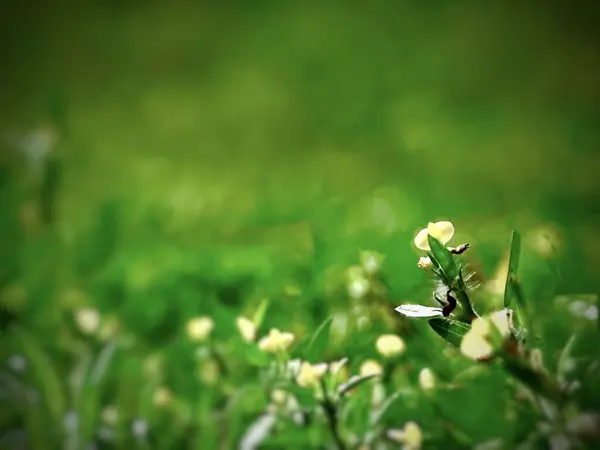 緑の牧草地の間に明るい黄色いタンポを閉じました 自然な美しい春の背景コンセプト — ストック写真