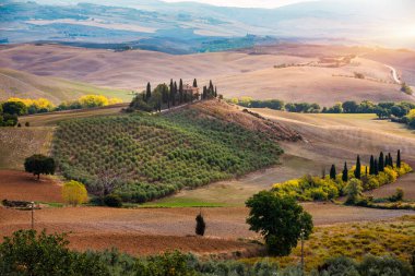 Hills, olive gardens and small vineyard under rays of morning sun, Italy, Tuscany. Famous Tuscany landscape with curved road and cypress, Italy, Europe