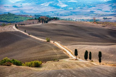 Hills, olive gardens and small vineyard under rays of morning sun, Italy, Tuscany. Famous Tuscany landscape with curved road and cypress, Italy, Europe