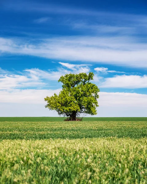 Πράσινο Χωράφι Μοναχικό Δέντρο Κάτω Από Τον Γαλάζιο Ουρανό Την — Φωτογραφία Αρχείου