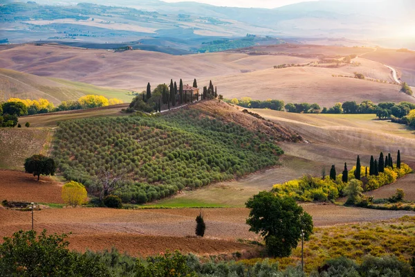 Hills Olive Gardens Small Vineyard Rays Morning Sun Italy Tuscany — стоковое фото