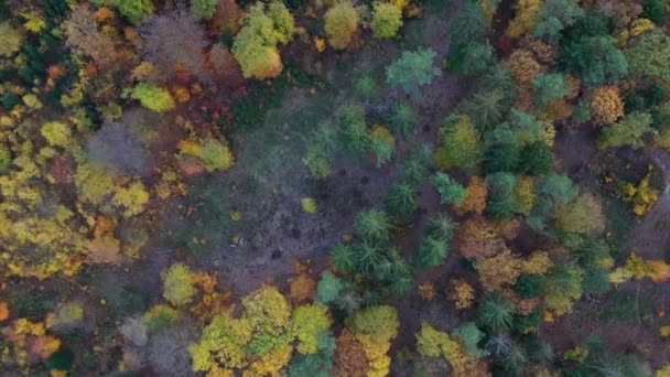 Yeşil Sarı Ağaçlı Sonbahar Ormanının Yukarıdan Görünüşü Yaprak Döken Kozalaklı — Stok video