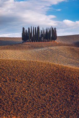 Cipressi Di San Quirico D'Orcia at golden hour with beautiful warm light and clouds on hills italian landscape in Tuscany in Italy. Group of italian cypresses called Cipressi di San Quirico d'Orcia.