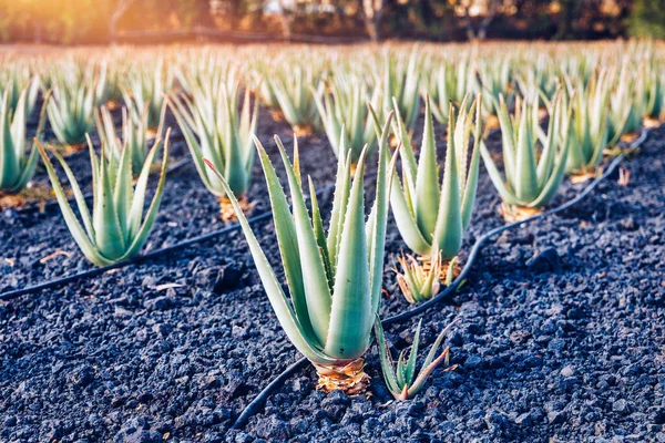 Plantação Plantas Medicinais Aloe Vera Nas Ilhas Canárias Aloe Vera — Fotografia de Stock