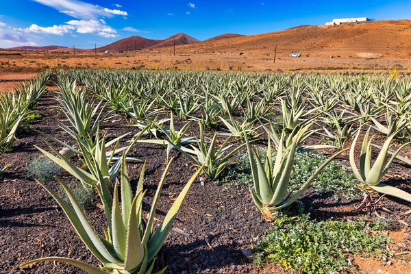 Planta Aloe Vera Plantação Aloés Vera Fuerteventura Ilhas Canárias Espanha — Fotografia de Stock