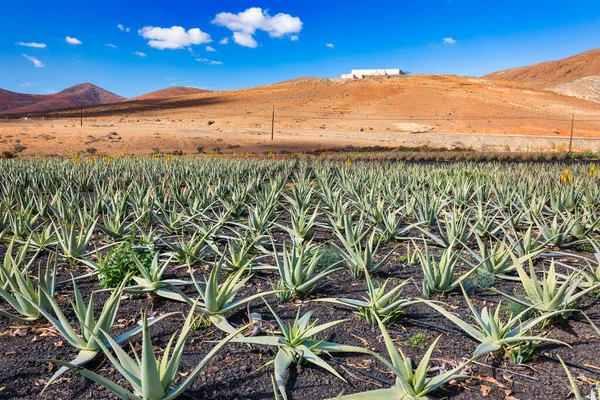 Planta Aloe Vera Plantação Aloés Vera Fuerteventura Ilhas Canárias Espanha — Fotografia de Stock