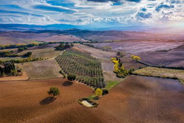Hills, olive gardens and small vineyard under rays of morning sun, Italy, Tuscany. Famous Tuscany landscape with curved road and cypress, Italy, Europe