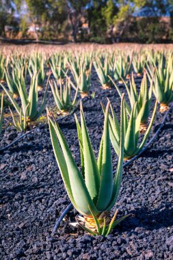 Aloe Vera bitkisi. Aloe Vera çiftliği. Fuerteventura, Kanarya Adaları, İspanya. Aloe Vera İspanya 'nın Kanarya Adaları' ndaki Fuerteventura Adası 'nda yetişiyor. Kanarya Adaları 'ndaki Aloe Vera çiftliği..