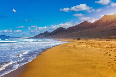 Uçsuz bucaksız ufku olan harika Coffee Plajı. Arka planda volkanik tepeler ve Atlantik Okyanusu. Coffee Beach, Fuerteventura, Kanarya Adaları, İspanya. Playa de Coffee, Fuerteventura, Kanarya Adaları.