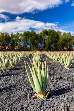 Aloe Vera bitkisi. Aloe Vera çiftliği. Fuerteventura, Kanarya Adaları, İspanya. Aloe Vera İspanya 'nın Kanarya Adaları' ndaki Fuerteventura Adası 'nda yetişiyor. Kanarya Adaları 'ndaki Aloe Vera çiftliği..