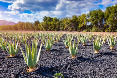 Aloe Vera bitkisi. Aloe Vera çiftliği. Fuerteventura, Kanarya Adaları, İspanya. Aloe Vera İspanya 'nın Kanarya Adaları' ndaki Fuerteventura Adası 'nda yetişiyor. Kanarya Adaları 'ndaki Aloe Vera çiftliği..