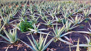 Aloe Vera bitkisi. Aloe Vera çiftliği. Fuerteventura, Kanarya Adaları, İspanya. Aloe Vera İspanya 'nın Kanarya Adaları' ndaki Fuerteventura Adası 'nda yetişiyor. Kanarya Adaları 'ndaki Aloe Vera çiftliği..