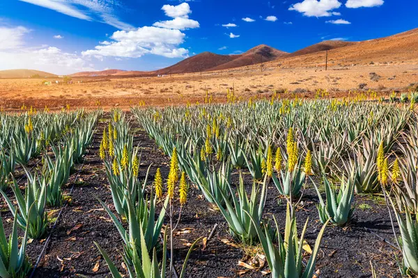 Aloe Vera Pflanze Aloe Vera Plantage Fuerteventura Kanarische Inseln Spanien lizenzfreie Stockbilder
