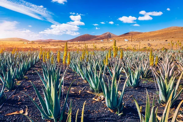Aloe Vera Pflanze Aloe Vera Plantage Fuerteventura Kanarische Inseln Spanien lizenzfreie Stockbilder