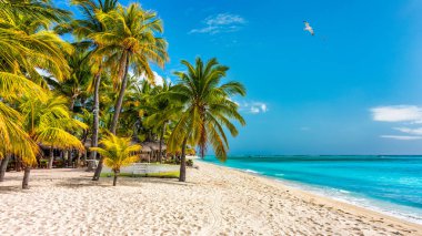 Mauritius adasında palmiye ağaçları ve tropikal denizi olan cennet plajı tatil köyü. Yaz tatili ve tropik plaj konsepti. Mauritius adasında Le Morne plajı olan kumsal. Tropikal manzara.